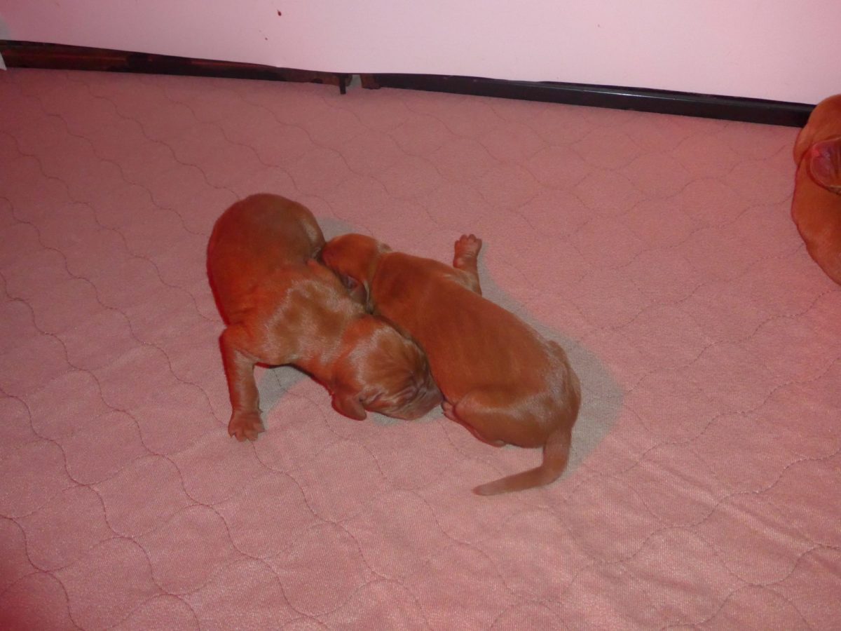Bella & Rugar's Vizsla Litter born on September 16th - Image 6