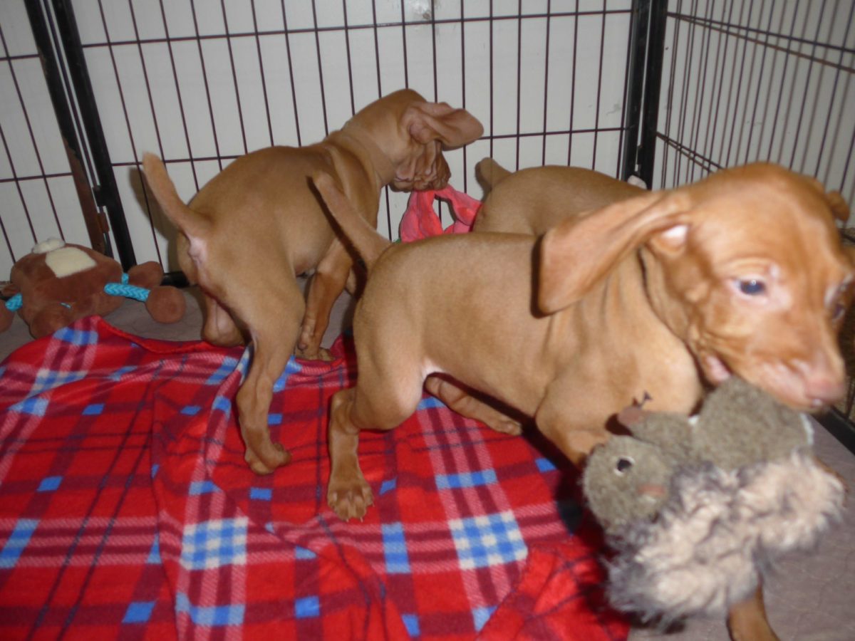 Abigail & Rugar's Christmas Litter of Vizsla Puppies - Image 14