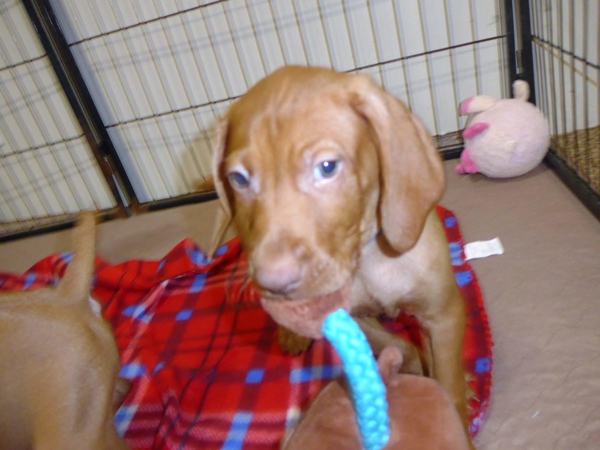 Bella & Rugar's Vizsla Litter born on September 16th - Image 14
