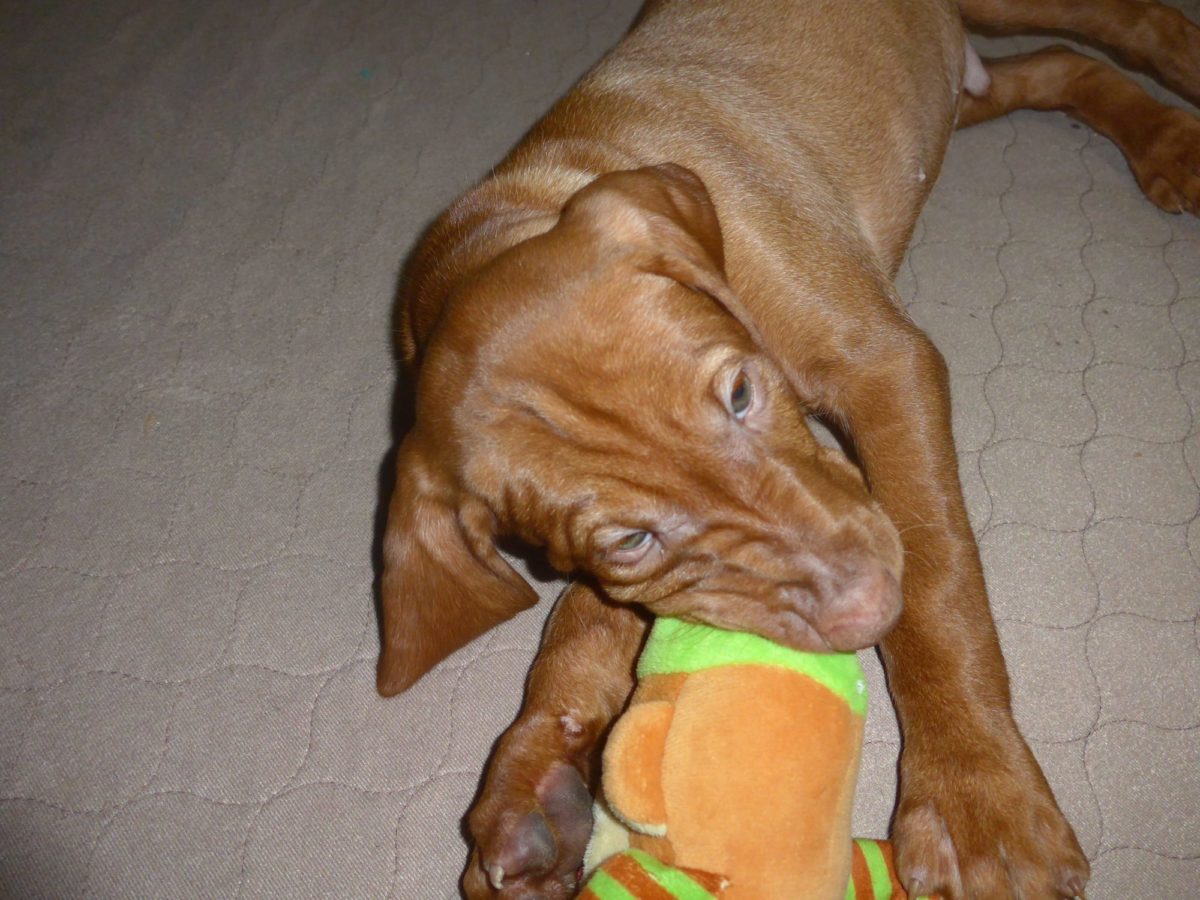 Abigail & Rugar's Christmas Litter of Vizsla Puppies - Image 15