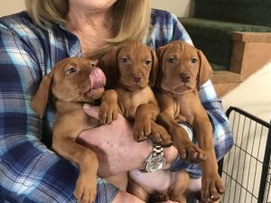 Stella and Maximum's Litter of Vizsla Puppies Now Available