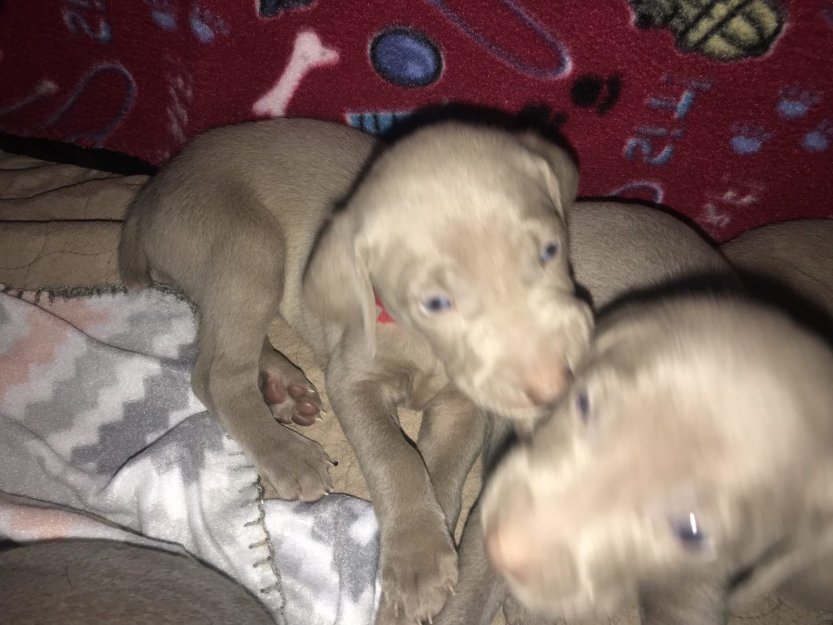 Gracie & Sterling's Blue & Silver Weimaraner Litter - Image 24