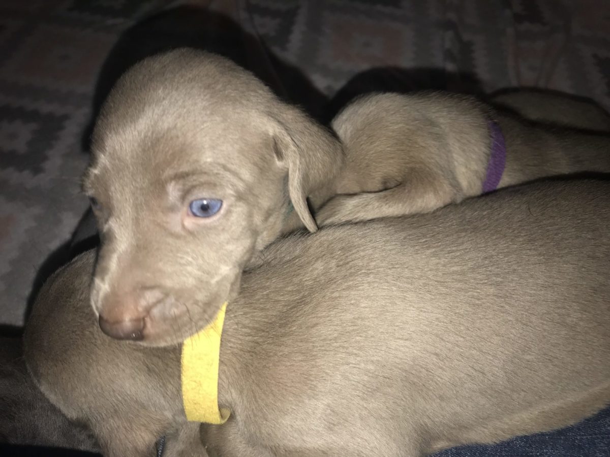 Gracie & Sterling's Blue & Silver Weimaraner Litter - Image 25