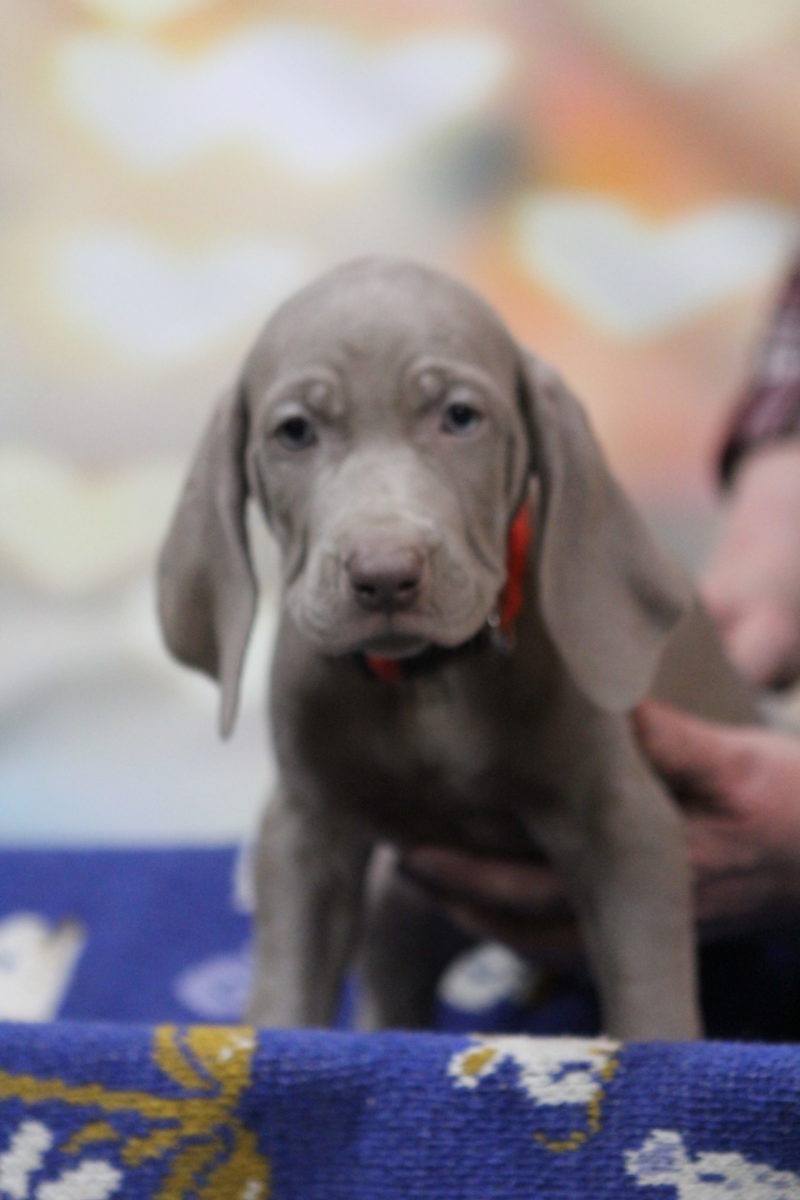 Gracie & Sterling's Blue & Silver Weimaraner Litter - Image 9