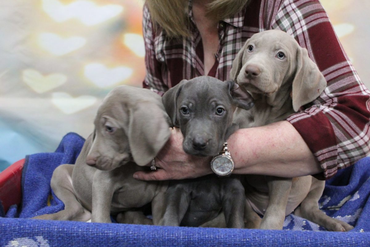 Gracie & Sterling's Blue & Silver Weimaraner Litter - Image 8
