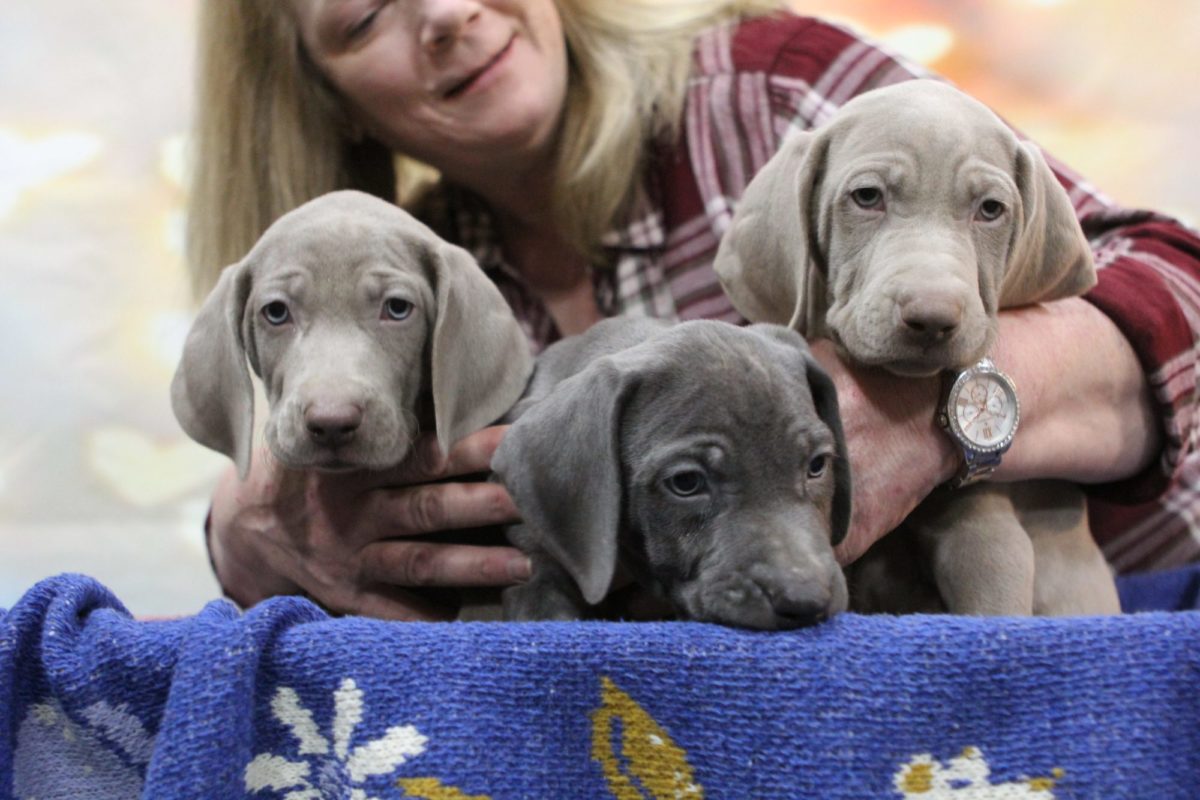 Gracie & Sterling's Blue & Silver Weimaraner Litter - Image 6