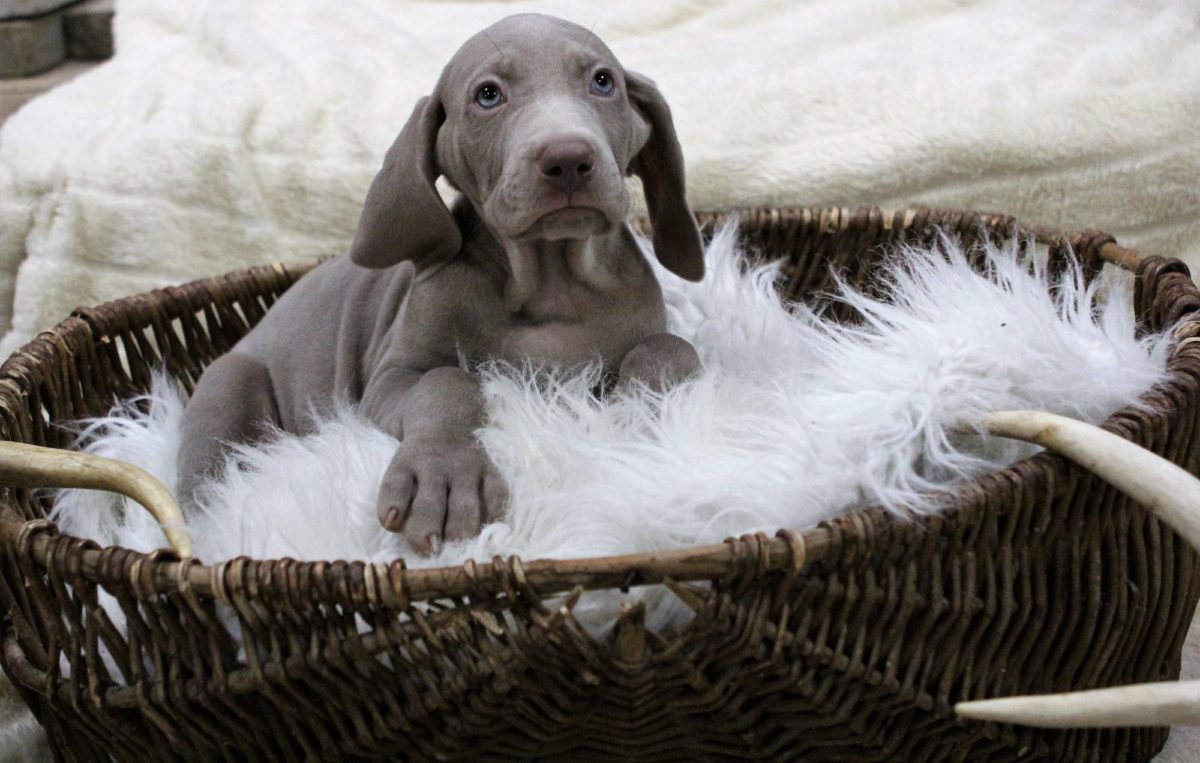 Gracie & Sterling's Blue & Silver Weimaraner Litter - Image 5