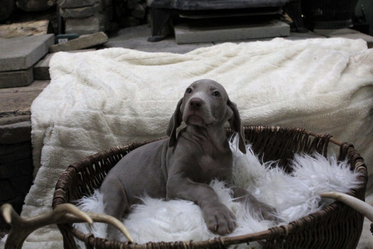 Gracie & Sterling's Blue & Silver Weimaraner Litter - Image 2
