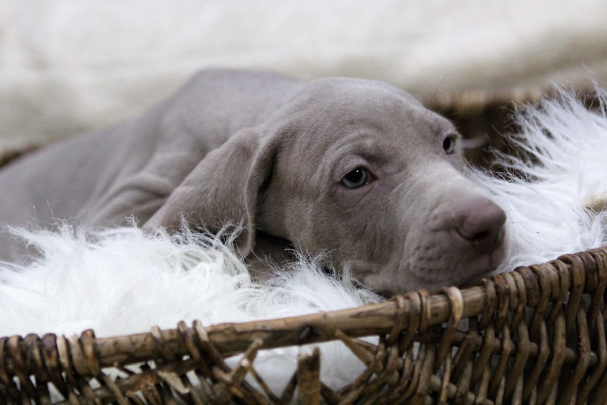 Gracie & Sterling's Blue & Silver Weimaraner Litter - Image 4