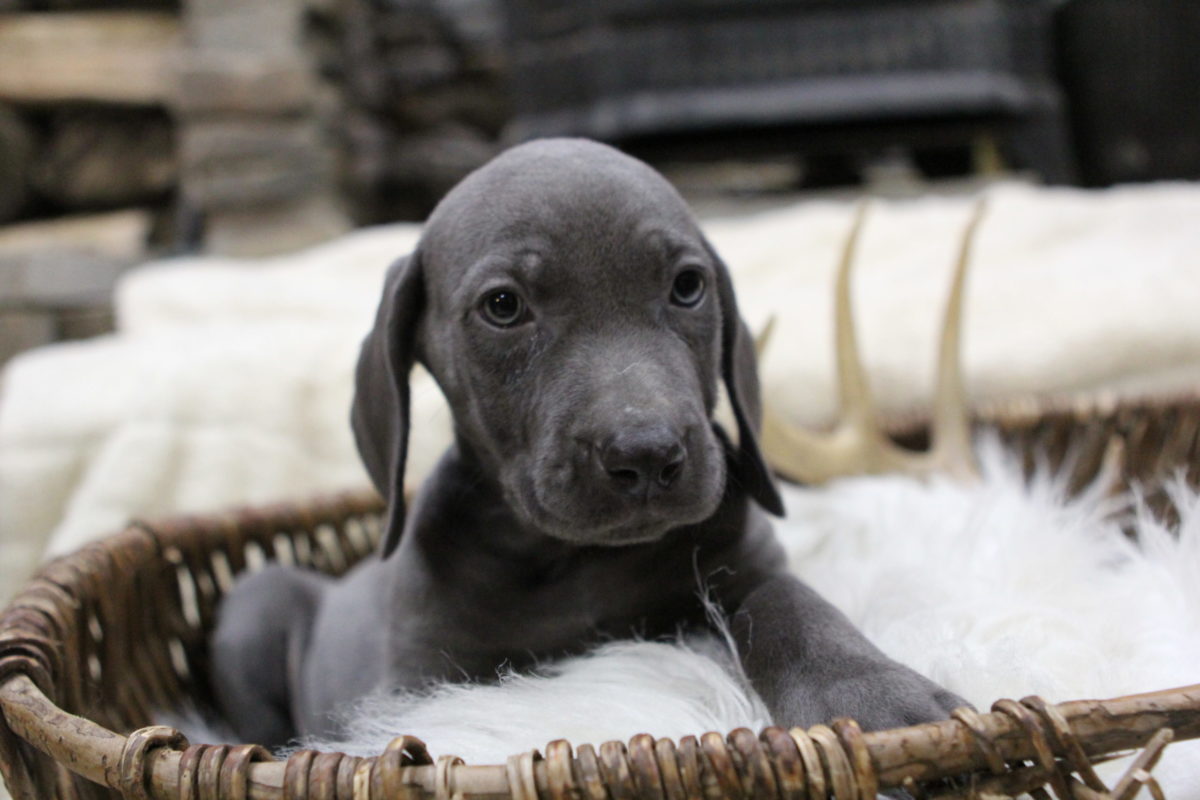 Gracie & Sterling's Blue & Silver Weimaraner Litter - Image 3