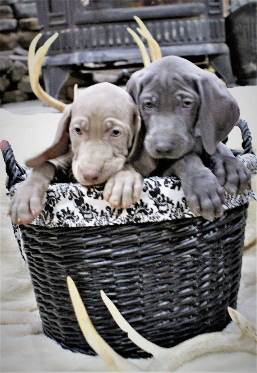 Gracie & Sterling's Blue & Silver Weimaraner Litter - Image 10