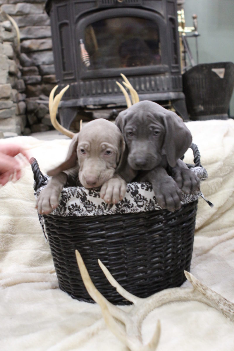 Gracie & Sterling's Blue & Silver Weimaraner Litter - Image 11