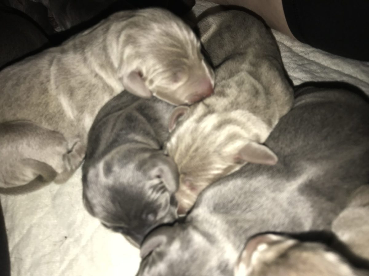 Gracie & Sterling's Blue & Silver Weimaraner Litter - Image 26