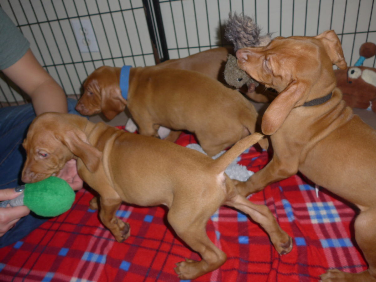 Stella and Maximum's Litter of Vizsla Puppies Now Available - Image 20
