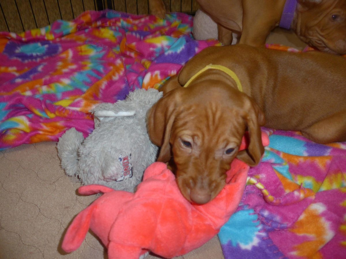 Stella and Maximum's Litter of Vizsla Puppies Now Available - Image 19