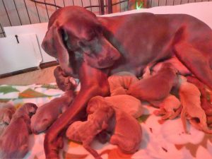 Gracie & Sterling's Blue & Silver Weimaraner Litter