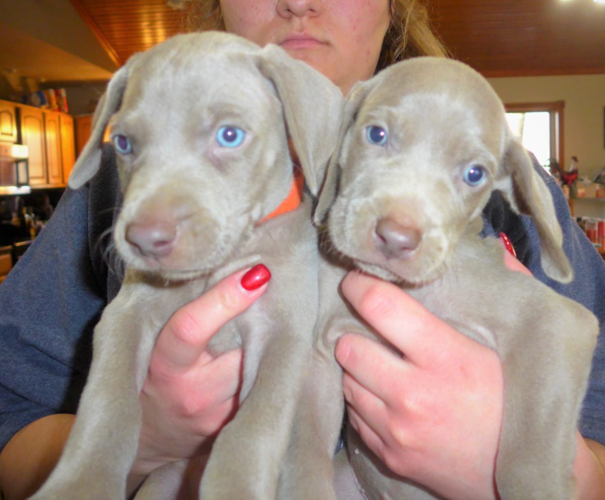 Gracie & Sterling's Blue & Silver Weimaraner Litter - Image 12