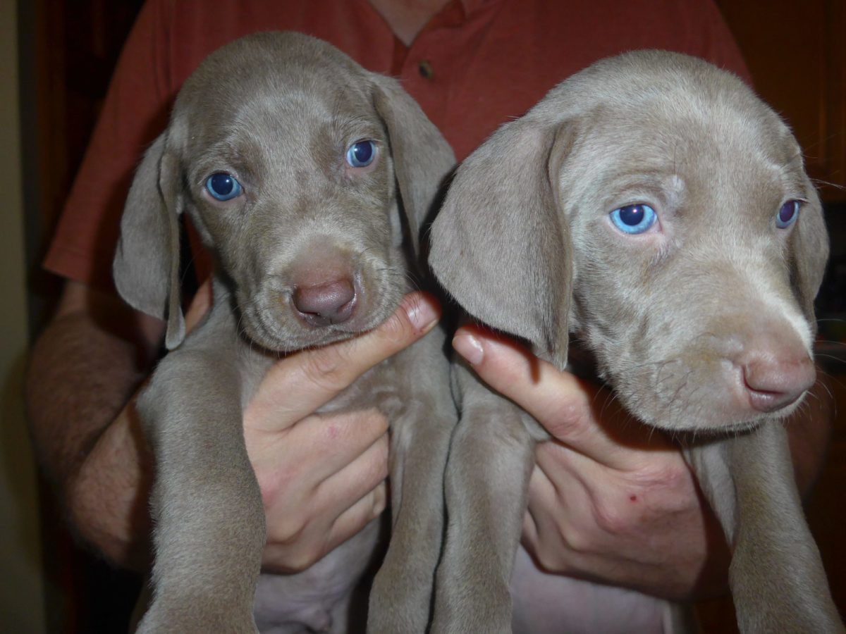 Gracie & Sterling's Blue & Silver Weimaraner Litter - Image 13
