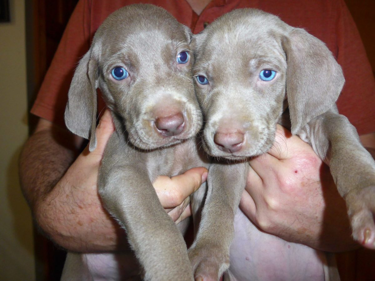 Gracie & Sterling's Blue & Silver Weimaraner Litter - Image 14