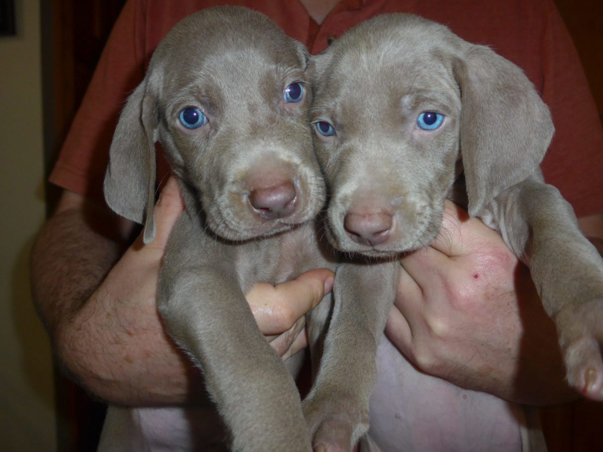 Gracie & Sterling's Blue & Silver Weimaraner Litter - Image 15