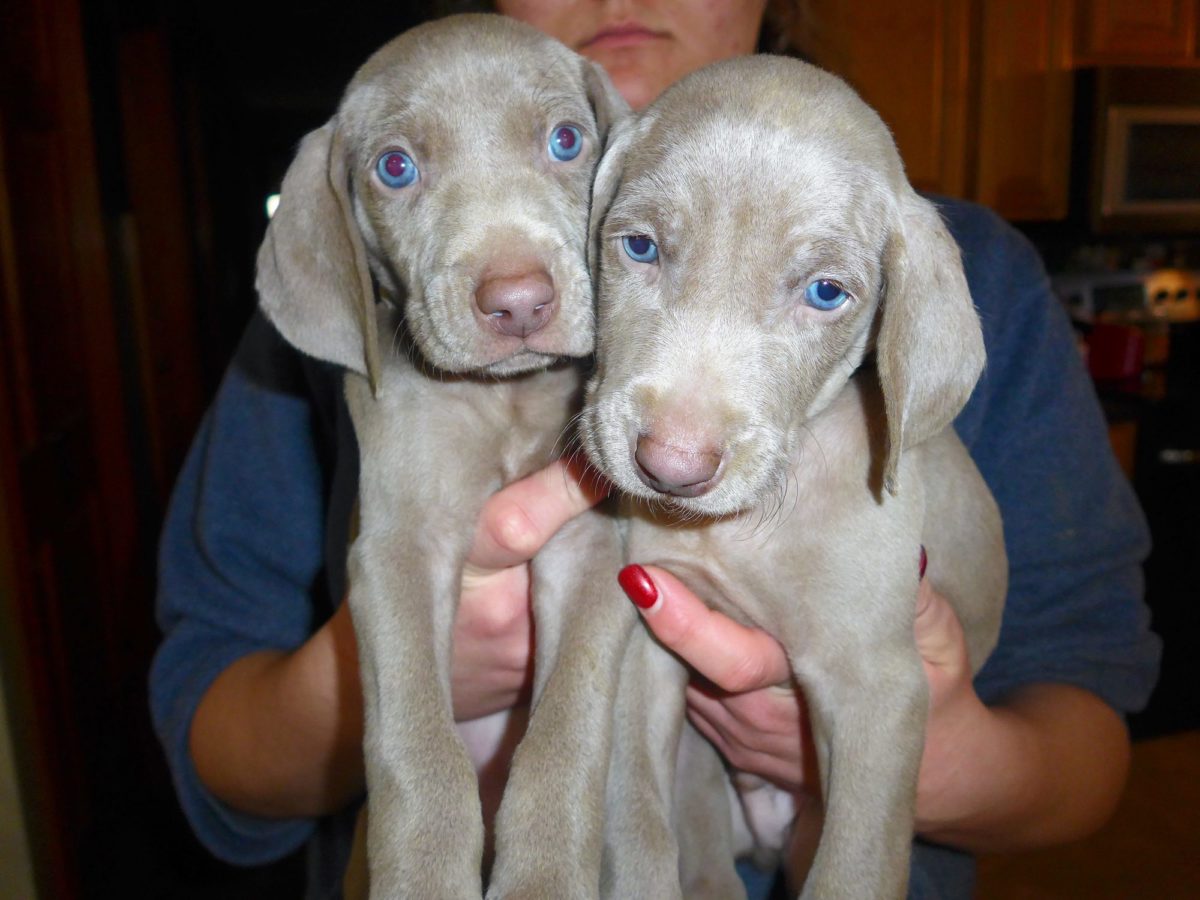 Gracie & Sterling's Blue & Silver Weimaraner Litter - Image 16