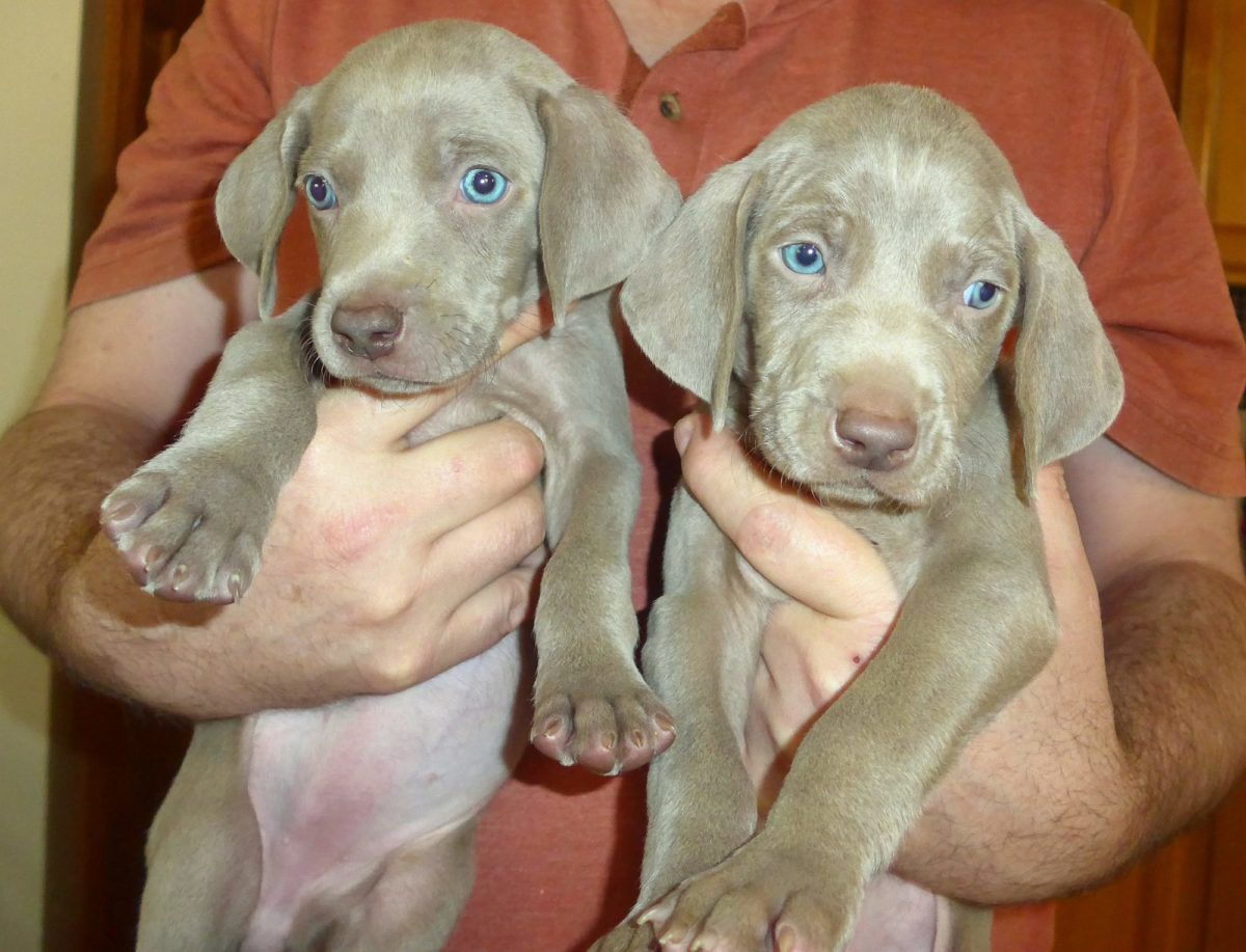 Gracie & Sterling's Blue & Silver Weimaraner Litter - Image 17