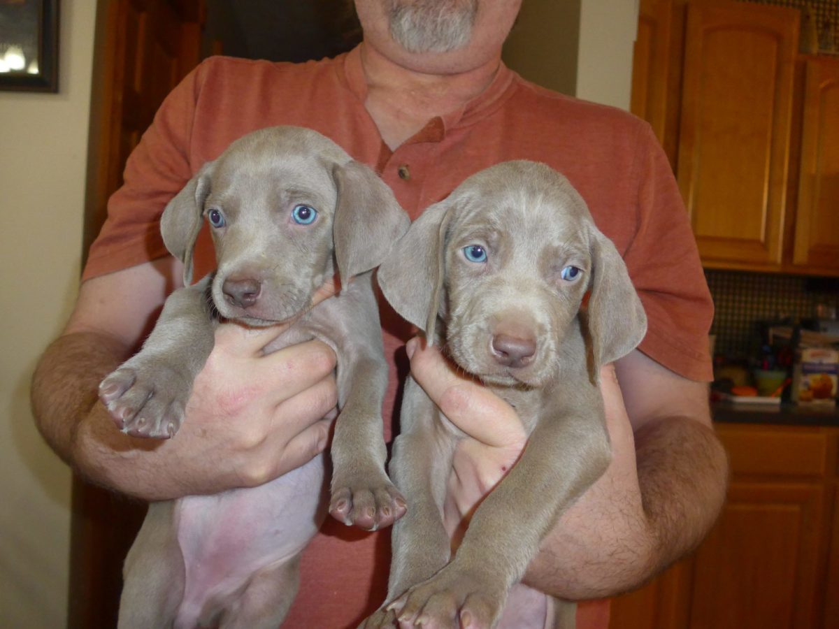 Gracie & Sterling's Blue & Silver Weimaraner Litter - Image 18