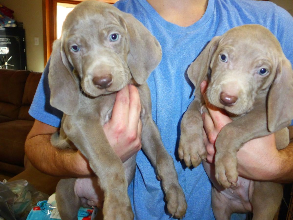 Gracie & Sterling's Blue & Silver Weimaraner Litter - Image 19