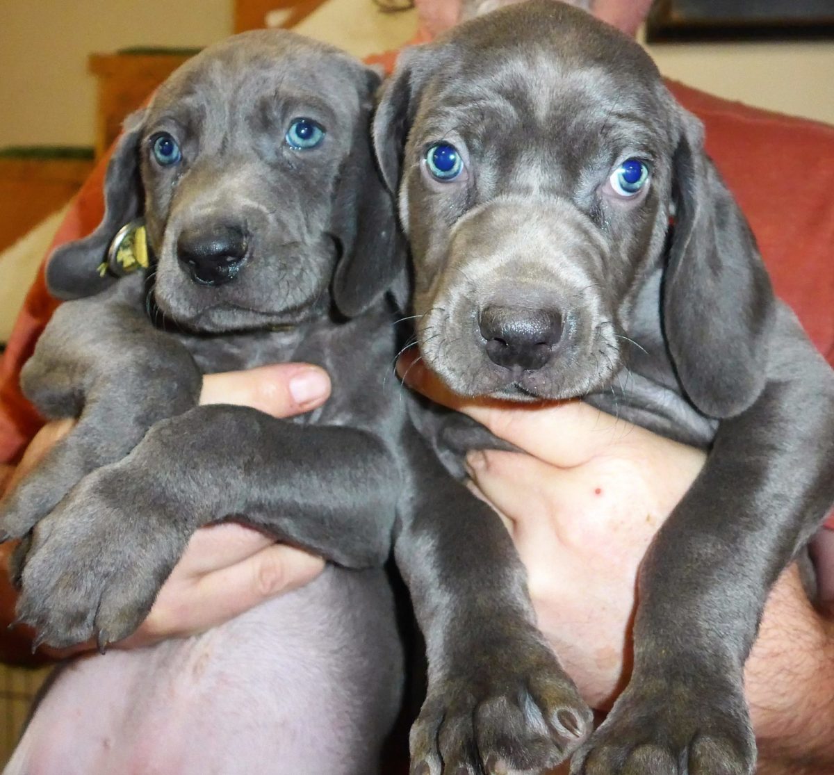 Gracie & Sterling's Blue & Silver Weimaraner Litter - Image 20