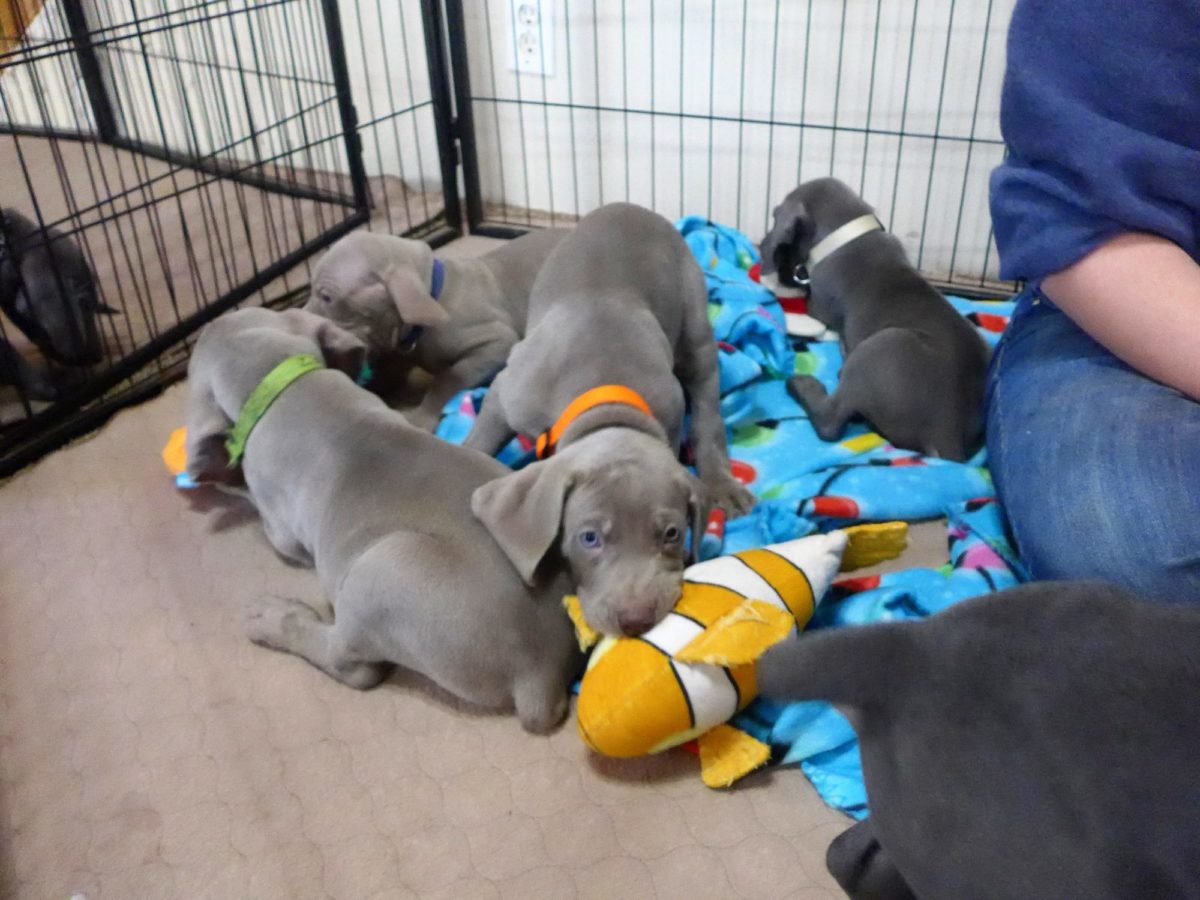 Gracie & Sterling's Blue & Silver Weimaraner Litter - Image 21