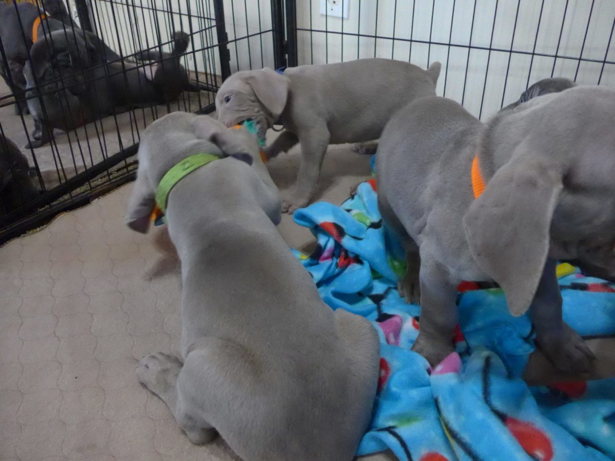 Gracie & Sterling's Blue & Silver Weimaraner Litter - Image 22
