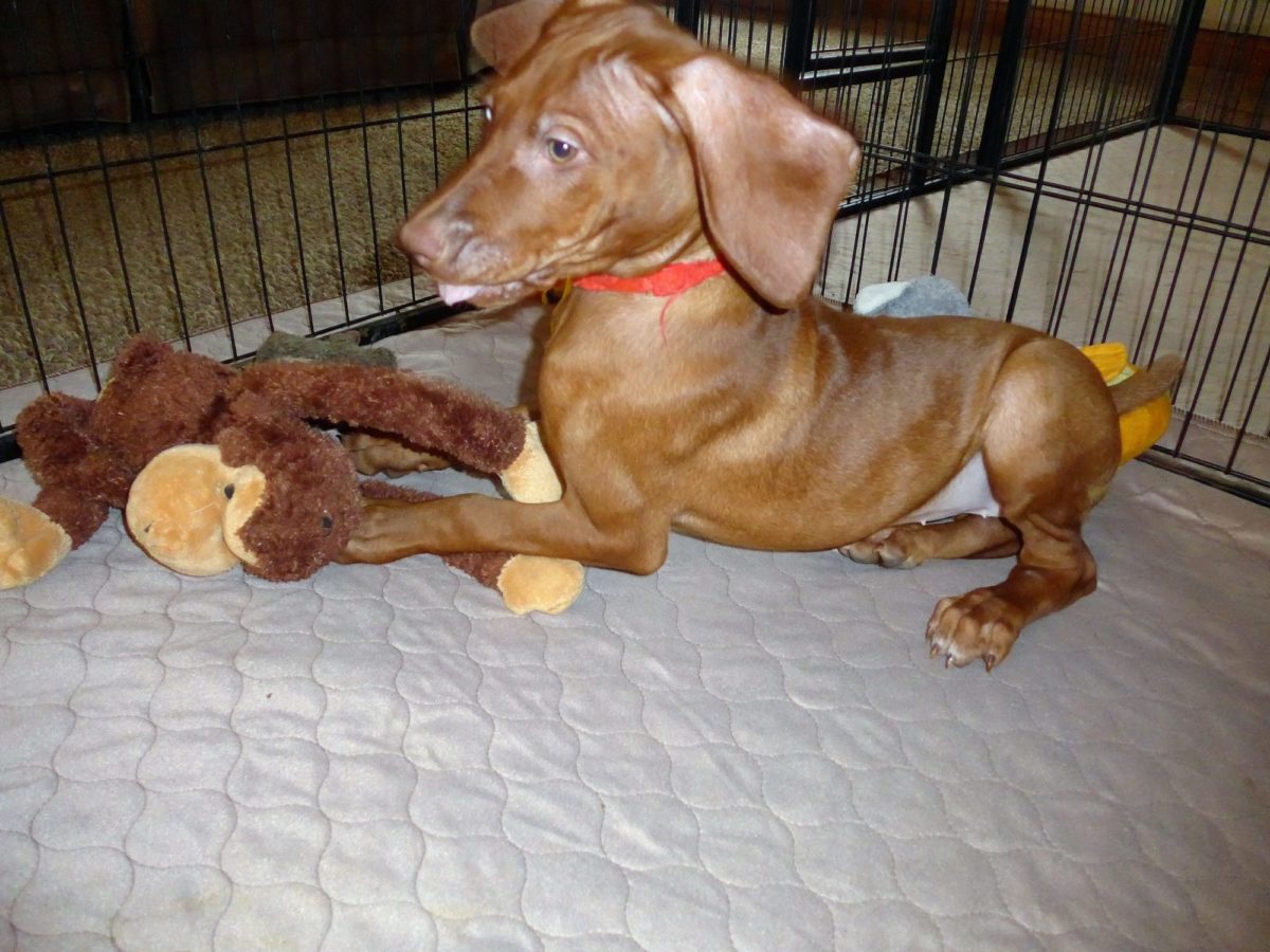 Stella and Maximum's Litter of Vizsla Puppies Now Available - Image 21