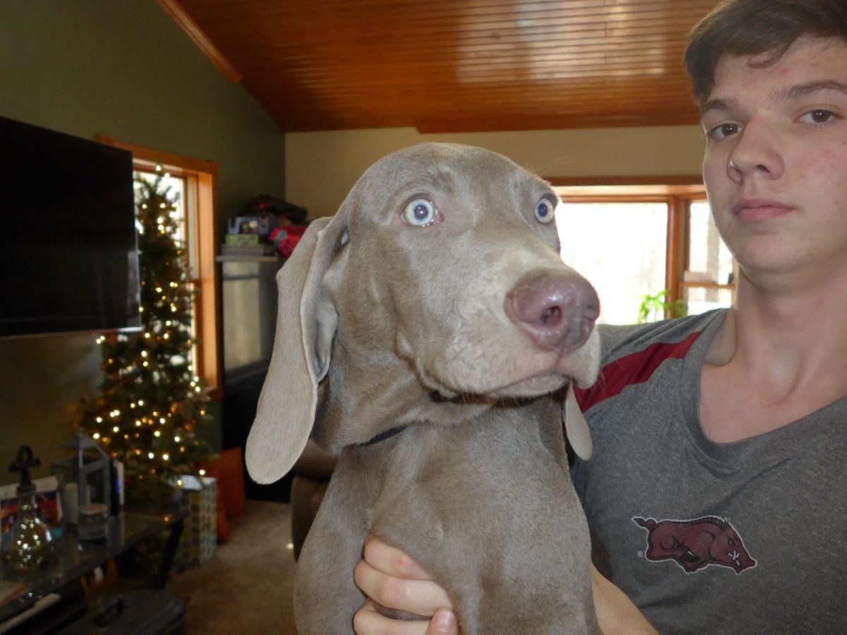 Gracie & Sterling's Blue & Silver Weimaraner Litter - Image 23