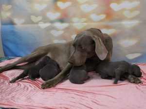Wheniford & Tank's Blue Weimaraner Litter Born October 14th