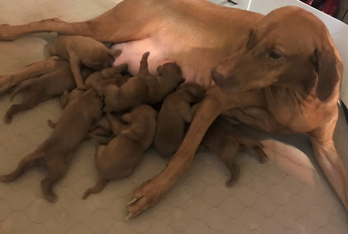 Remington & Rugar's Litter of Vizsla Puppies Born on March 16th - Image 5