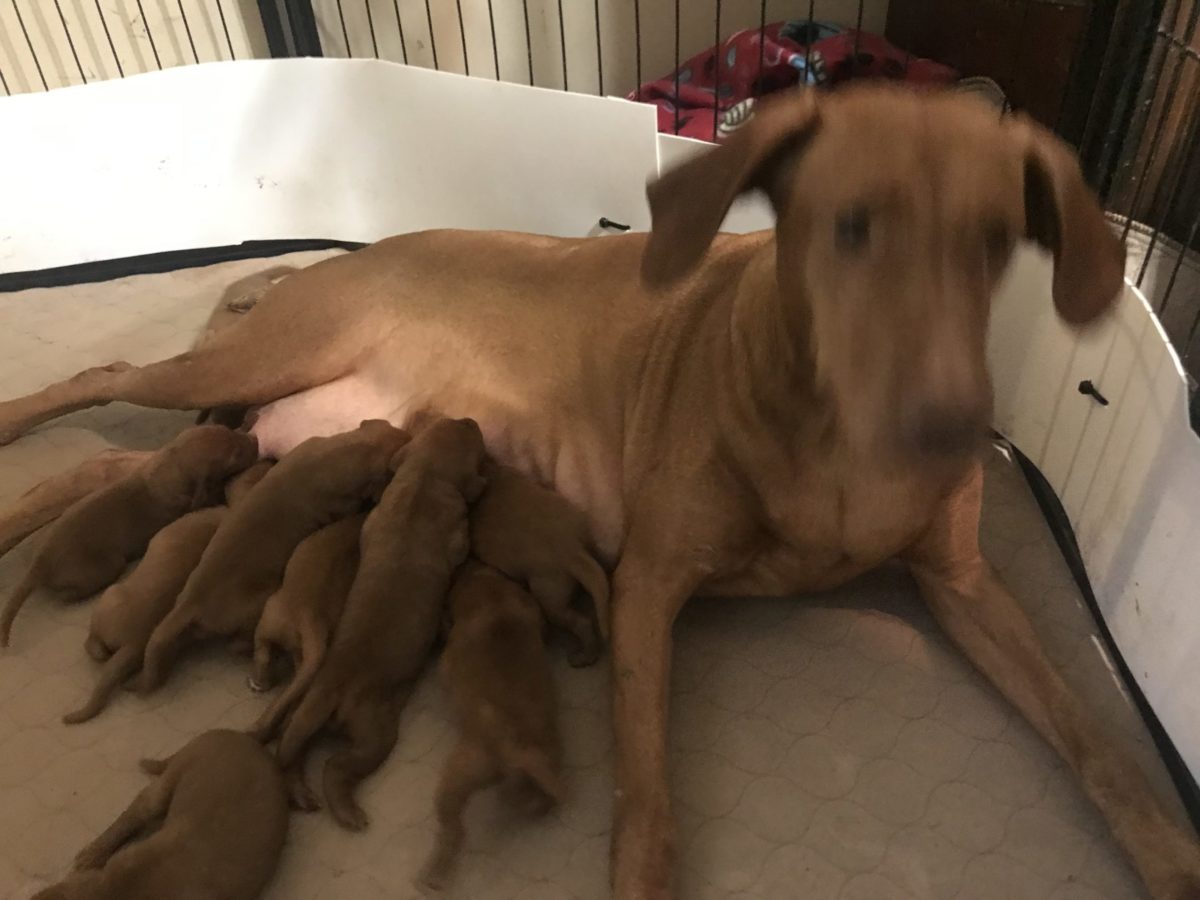 Remington & Rugar's Litter of Vizsla Puppies Born on March 16th - Image 4
