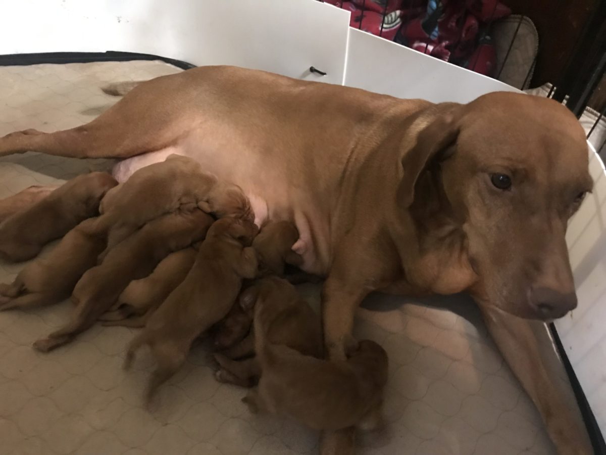 Remington & Rugar's Litter of Vizsla Puppies Born on March 16th - Image 3