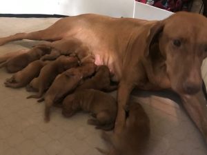 Remington & Rugar's Litter of Vizsla Puppies Born on March 16th