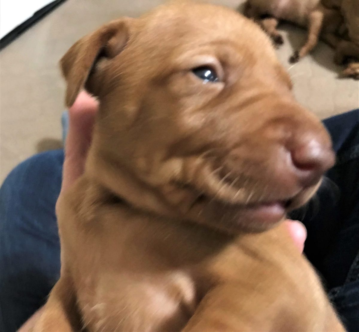 Remington & Rugar's Litter of Vizsla Puppies Born on March 16th - Image 6