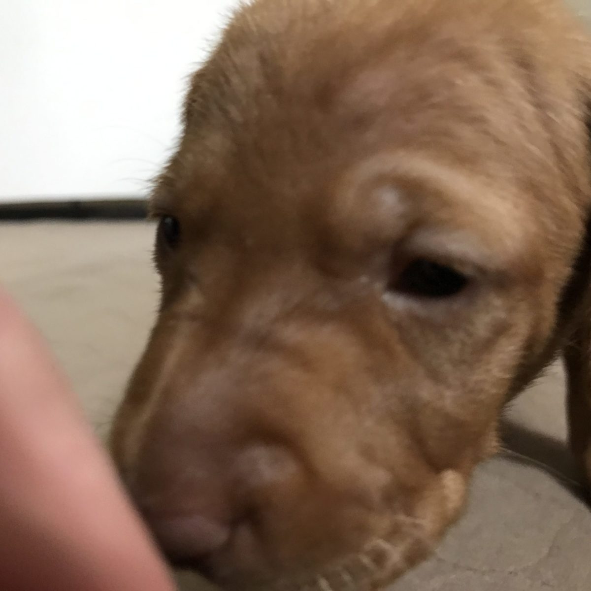 Remington & Rugar's Litter of Vizsla Puppies Born on March 16th - Image 7