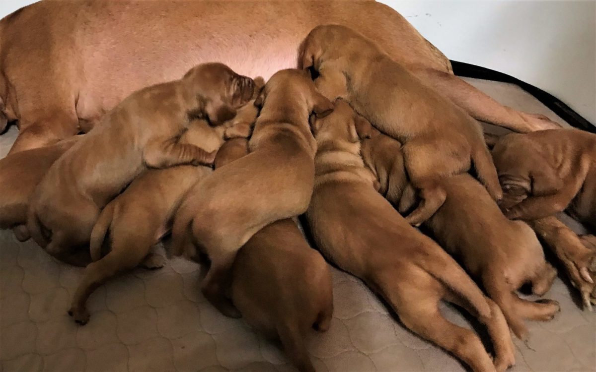 Remington & Rugar's Litter of Vizsla Puppies Born on March 16th - Image 8