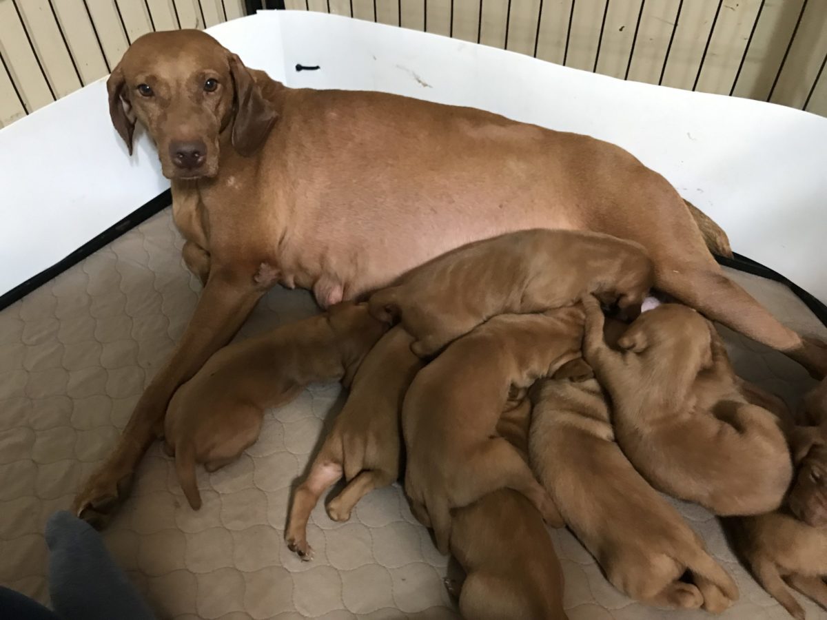 Remington & Rugar's Litter of Vizsla Puppies Born on March 16th - Image 9