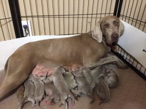 Rosie & Colt's Silver Weimaraner Puppies Were Born on May 14th