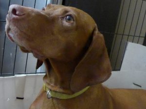 Whitley & Rugar's  Vizsla Litter born on November 3rd