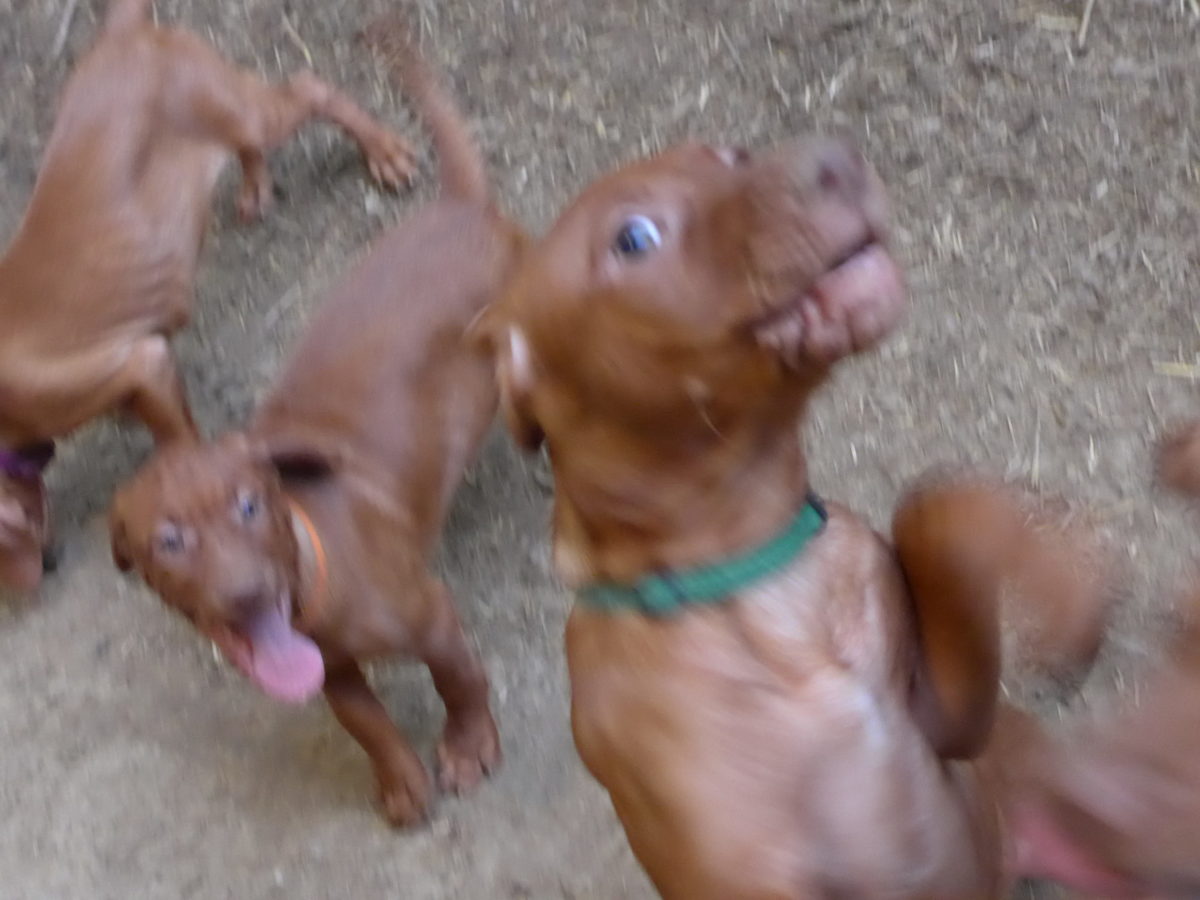 Remington & Rugar's Litter of Vizsla Puppies Born on March 16th - Image 14