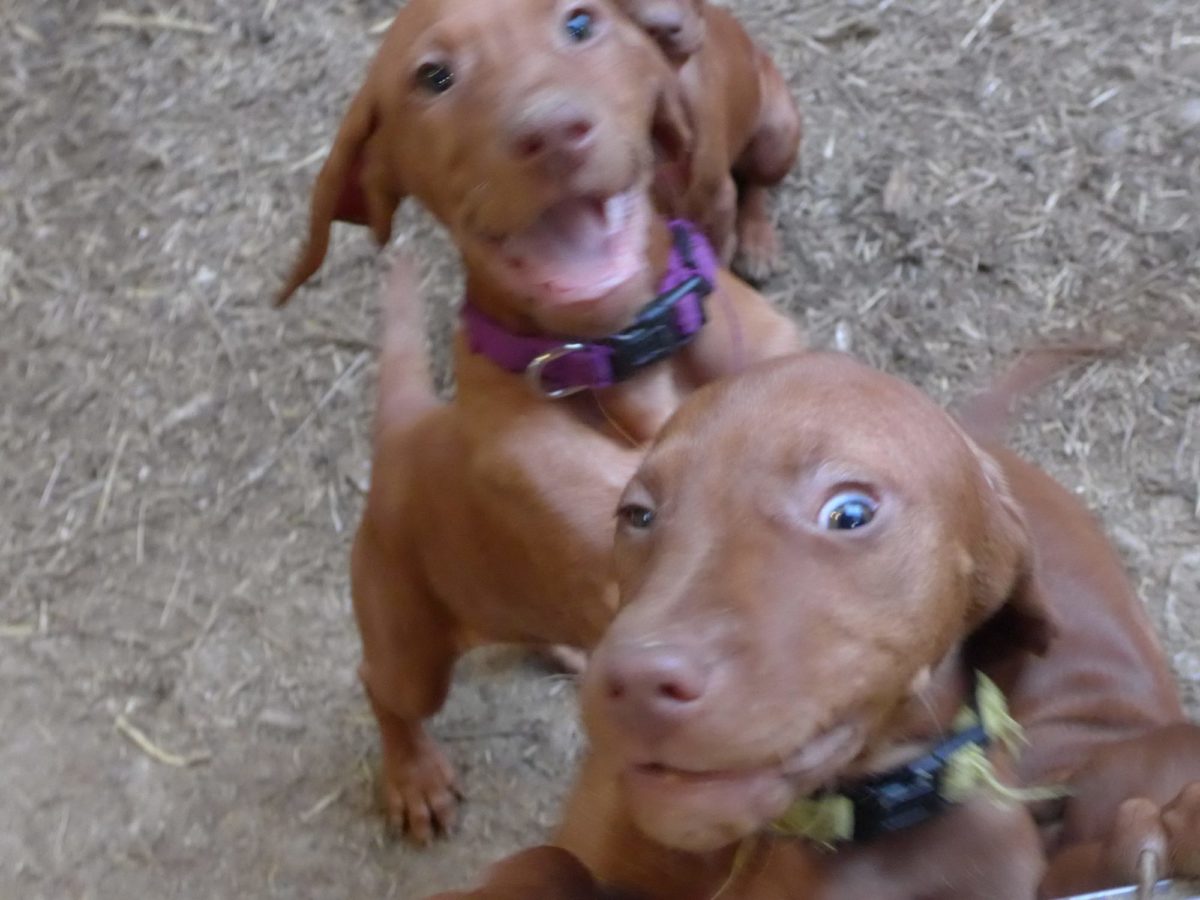 Remington & Rugar's Litter of Vizsla Puppies Born on March 16th - Image 15