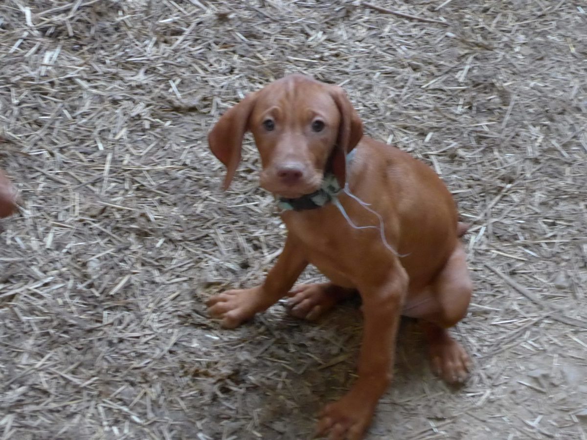 Remington & Rugar's Litter of Vizsla Puppies Born on March 16th - Image 16