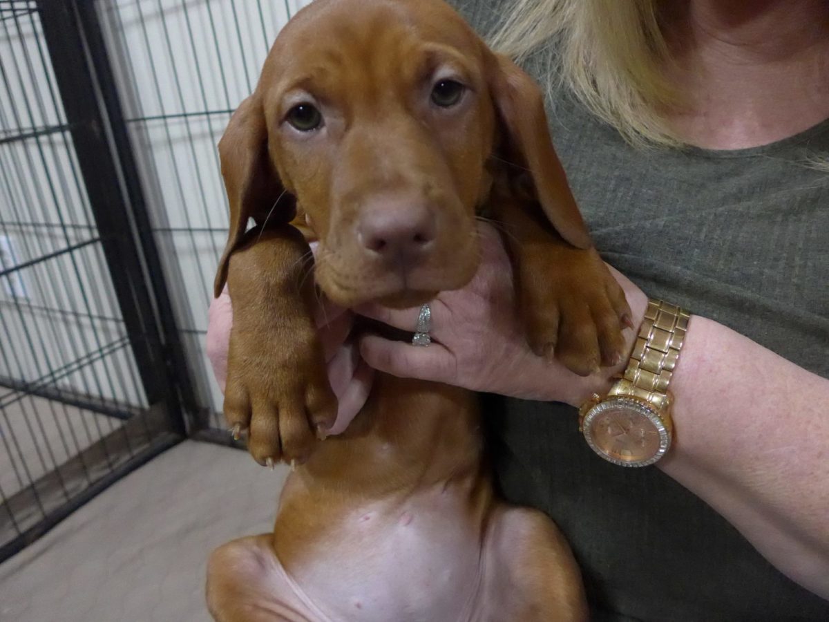 Remington & Rugar's Litter of Vizsla Puppies Born on March 16th - Image 17
