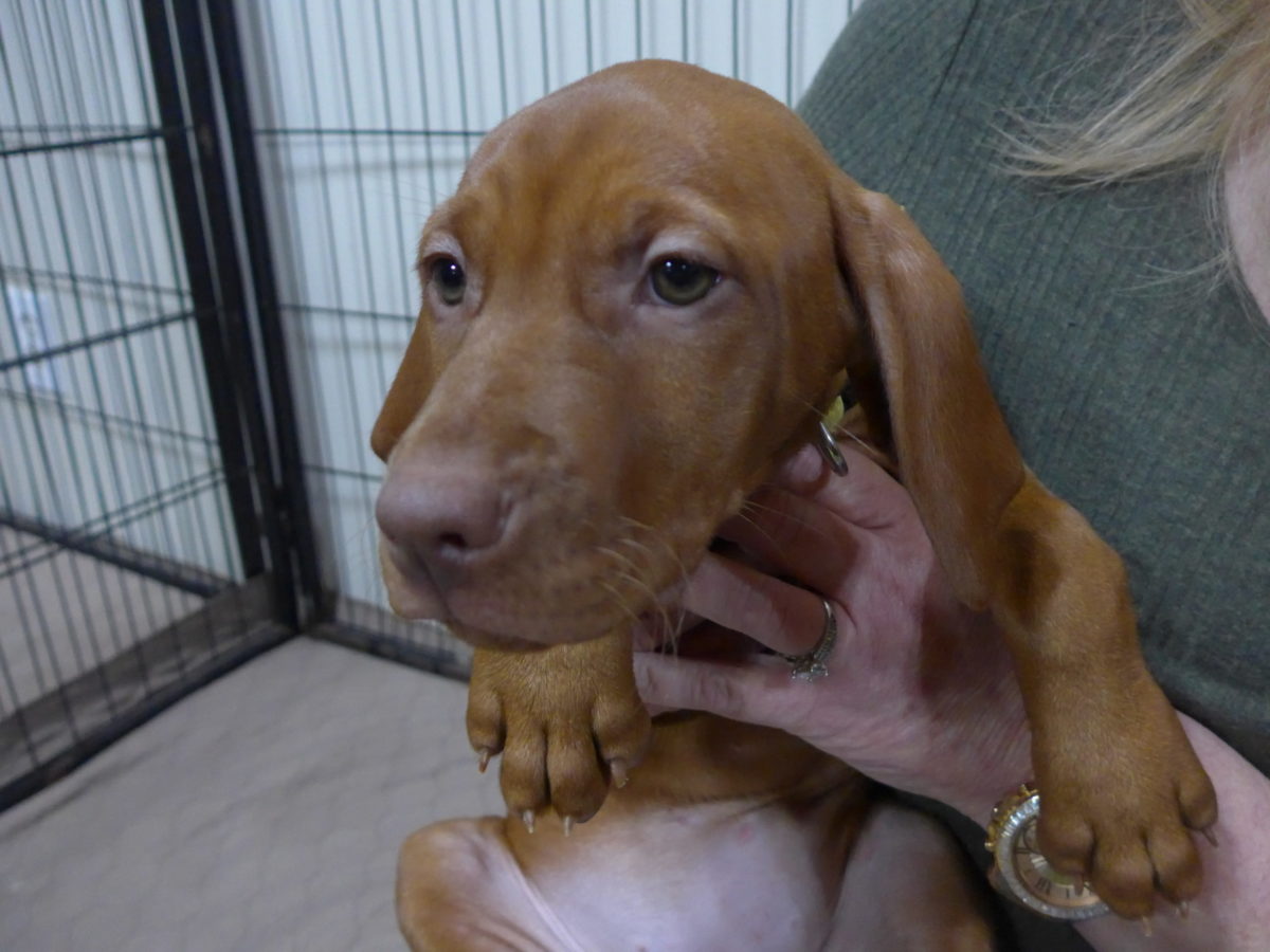 Remington & Rugar's Litter of Vizsla Puppies Born on March 16th - Image 18
