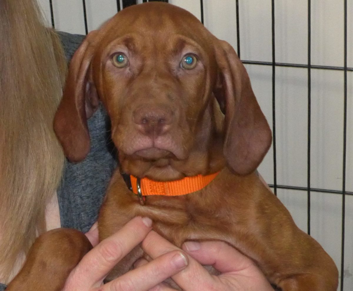 Remington & Rugar's Litter of Vizsla Puppies Born on March 16th - Image 20